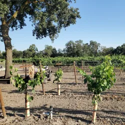 Downtown Lodi - Lodi