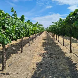 Hansen Vineyards - Lodi