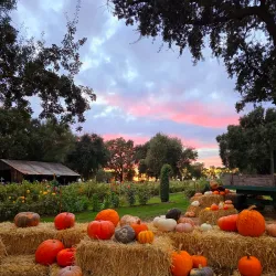 Jessie’s Grove Winery - Lodi