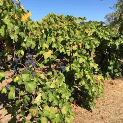 Jessie’s Grove Winery - Lodi