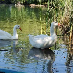 Lodi Lake Park - Lodi
