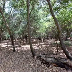 Lodi Lake Park - Lodi