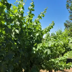 Lodi Wine Country - Lodi