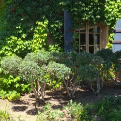 Lodi Wine Country - Lodi