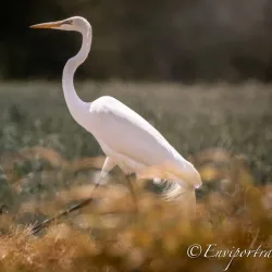 Woodbridge Ecological Reserve - Lodi