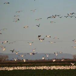Woodbridge Ecological Reserve - Lodi