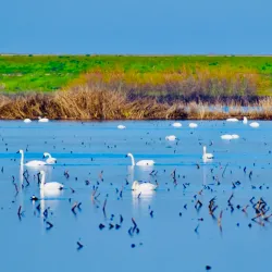 Woodbridge Ecological Reserve - Lodi
