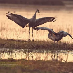 Woodbridge Ecological Reserve - Lodi