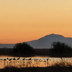 Woodbridge Ecological Reserve - Lodi