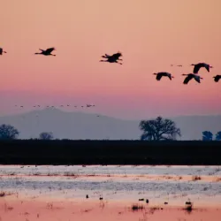 Woodbridge Ecological Reserve - Lodi