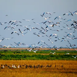 Woodbridge Ecological Reserve - Lodi