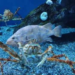 Aquarium of the Pacific - Long Beach