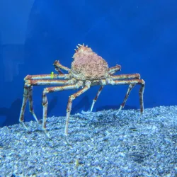 Aquarium of the Pacific - Long Beach