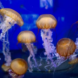 Aquarium of the Pacific - Long Beach