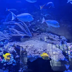 Aquarium of the Pacific - Long Beach