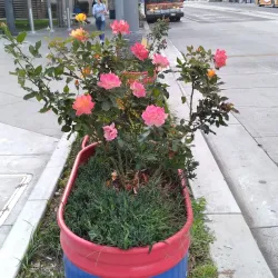 Belmont Shore - Long Beach