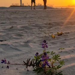 Belmont Shore - Long Beach