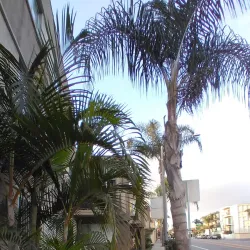 Belmont Shore - Long Beach