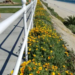 Bluff Park - Long Beach