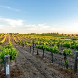 Madera Wine Trail - Madera