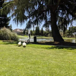 Manteca Golf Course - Manteca