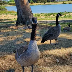 Martinez Waterfront Park - Martinez