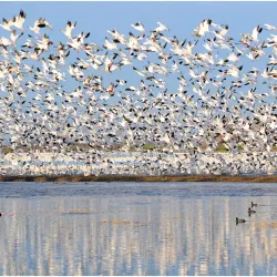 Merced National Wildlife Refuge - Merced