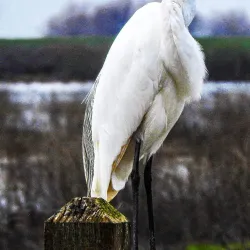 Merced National Wildlife Refuge - Merced