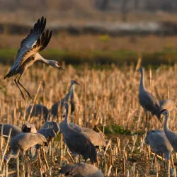 Merced National Wildlife Refuge - Merced