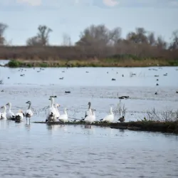 Merced National Wildlife Refuge - Merced