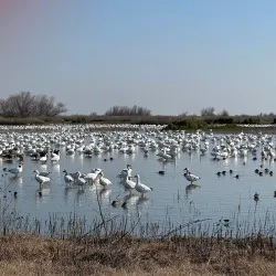Merced National Wildlife Refuge - Merced