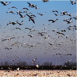 Merced National Wildlife Refuge - Merced