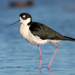 Merced National Wildlife Refuge - Merced