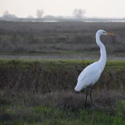 Merced National Wildlife Refuge - Merced