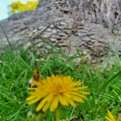 Lemon Grove Park - Monterey Park