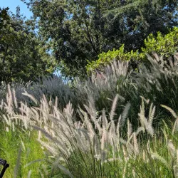 Mountain House Community Park - Mountain House