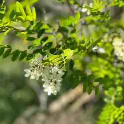 Mountain House Dog Park - Mountain House