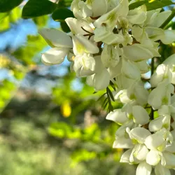 Mountain House Dog Park - Mountain House