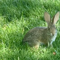 Mountain House Dog Park - Mountain House
