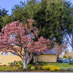 Cuesta Park - Mountain View