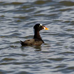 Shoreline Park - Mountain View