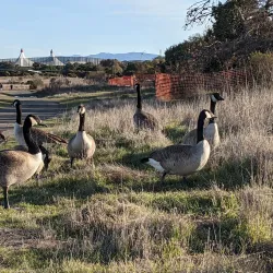 Shoreline Park - Mountain View