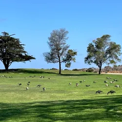 Shoreline Park - Mountain View