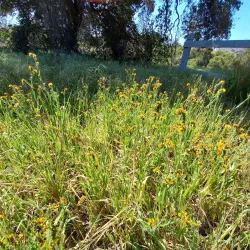 Stevens Creek Trail - Mountain View