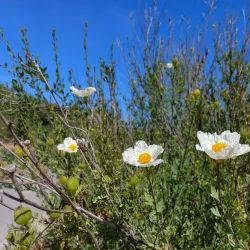 Stevens Creek Trail - Mountain View