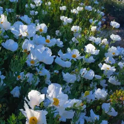 Stevens Creek Trail - Mountain View