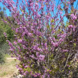Stevens Creek Trail - Mountain View