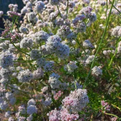 Stevens Creek Trail - Mountain View