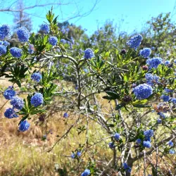 Stevens Creek Trail - Mountain View