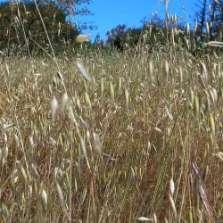 Stevens Creek Trail - Mountain View